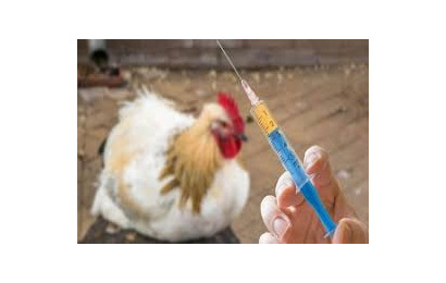 اعلام سروتیپ ویروس آنفولانزای پرندگان