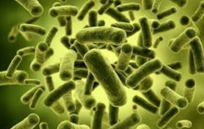 شمارش کلیفرم ها و E.coli به روش MPN