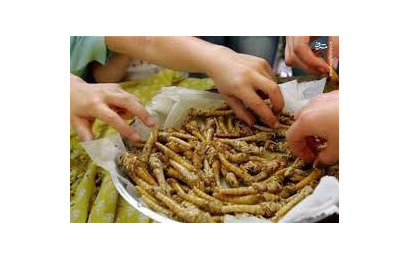 حشرات خوراکی جایگزینی سالم در تغذیه انسان و حیوانات 