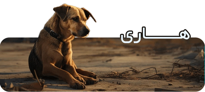 آزمایش تشخیص بیماری هاری و اندازه گیری آنتی بادی بر علیه واکسن هاری آزمایش تشخیص بیماری هاری و اندازه گیری آنتی بادی بر علیه واکسن هاری