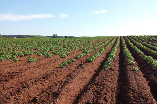 آزمایشات تعیین کیفیت خاک کشاورزی