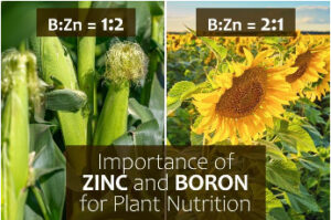 آخرین تحقیقات خاک‌شناسی