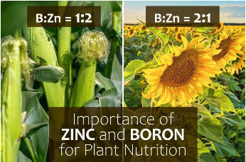 ضرورت توجه به عنصر روی و بور در بافت گیاهی