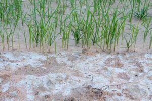 آخرین تحقیقات خاک‌شناسی