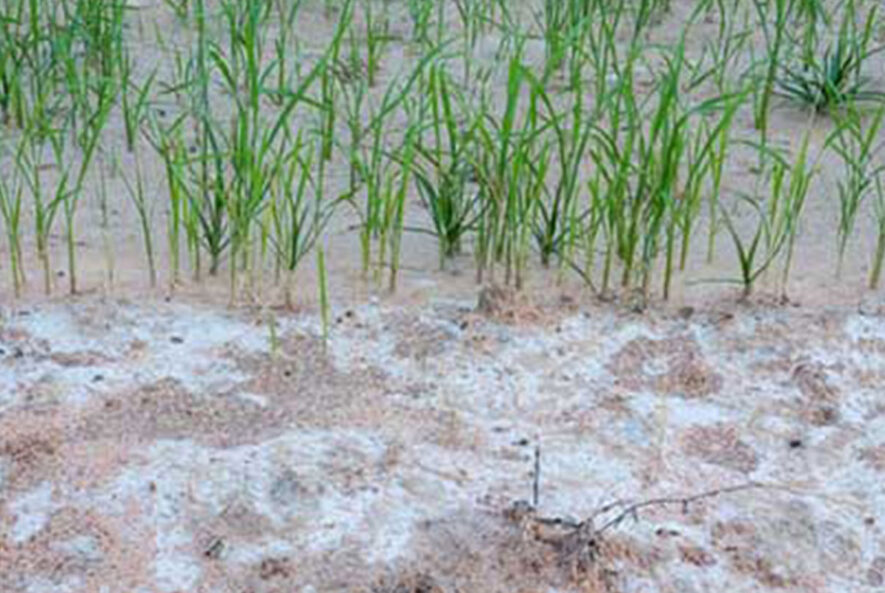 خاک شور و تاثیر آن بر روی کیفیت خاک کشاورزی خاک شور و تاثیر آن بر روی کیفیت خاک کشاورزی