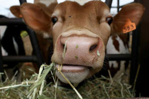 آخرین تحقیقات مواد غذایی-آرایشی بهداشتی