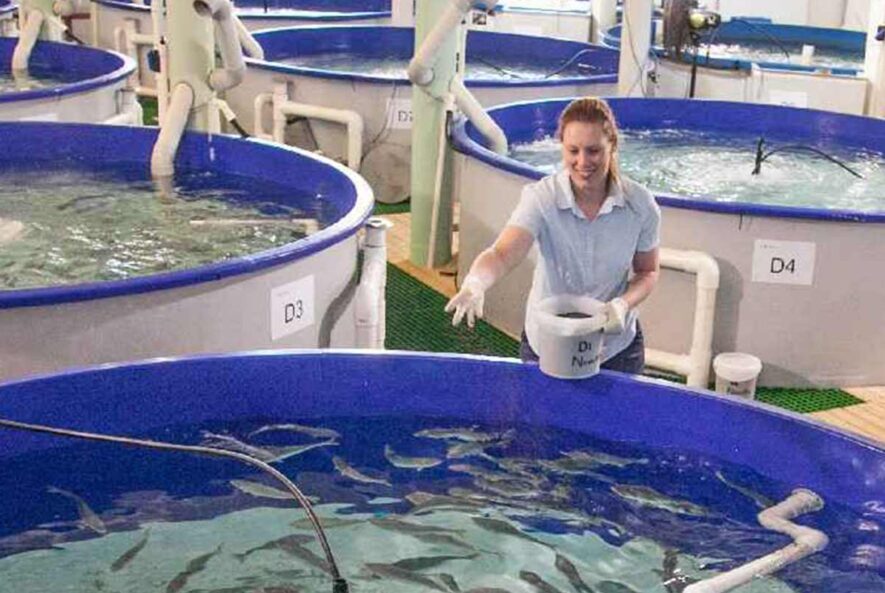 طریقه ضدعفونی کردن استخر پرورش ماهی طریقه ضدعفونی کردن استخر پرورش ماهی