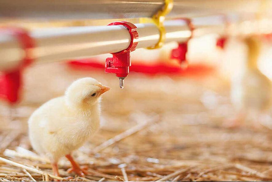 استاندارد و کیفیت آب آشامیدنی دام و طیور