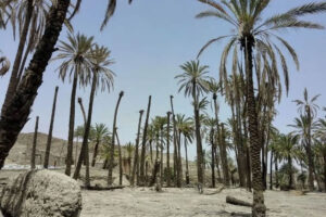 آخرین تحقیقات خاک‌شناسی