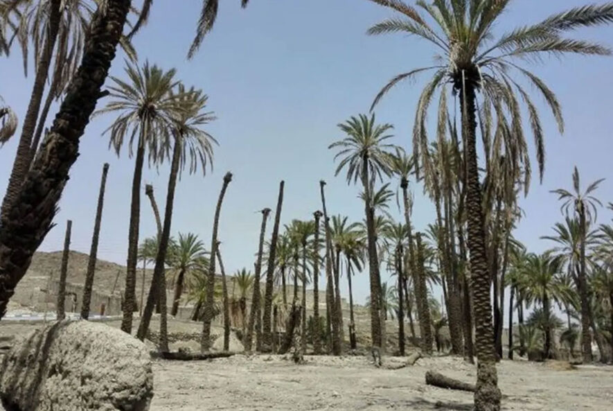 شوری خاک و اثرات آن بر رشد گیاه مخصوصا نخل خرما شوری خاک و اثرات آن بر رشد گیاه مخصوصا نخل خرما