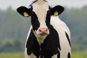 آخرین تحقیقات دامپزشکی