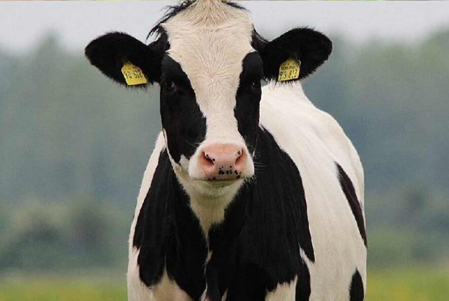 آزمایش گاما اینترفرون برای تشخیص سل گاوی آزمایش گاما اینترفرون برای تشخیص سل گاوی