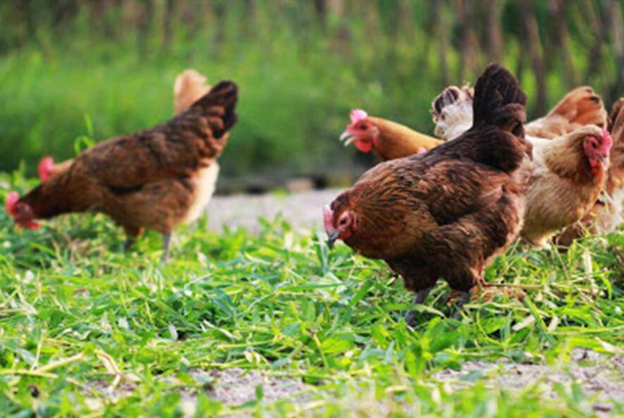 بیماری مزمن تنفسی یا CRD در طیور چیست؟ بیماری مزمن تنفسی یا CRD در طیور چیست؟