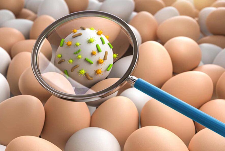 سالمونلا در مواد غذایی سالمونلا در مواد غذایی