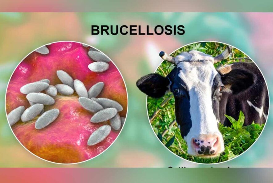 تشخیص بروسلا در لبنیات عامل مولد تب مالت