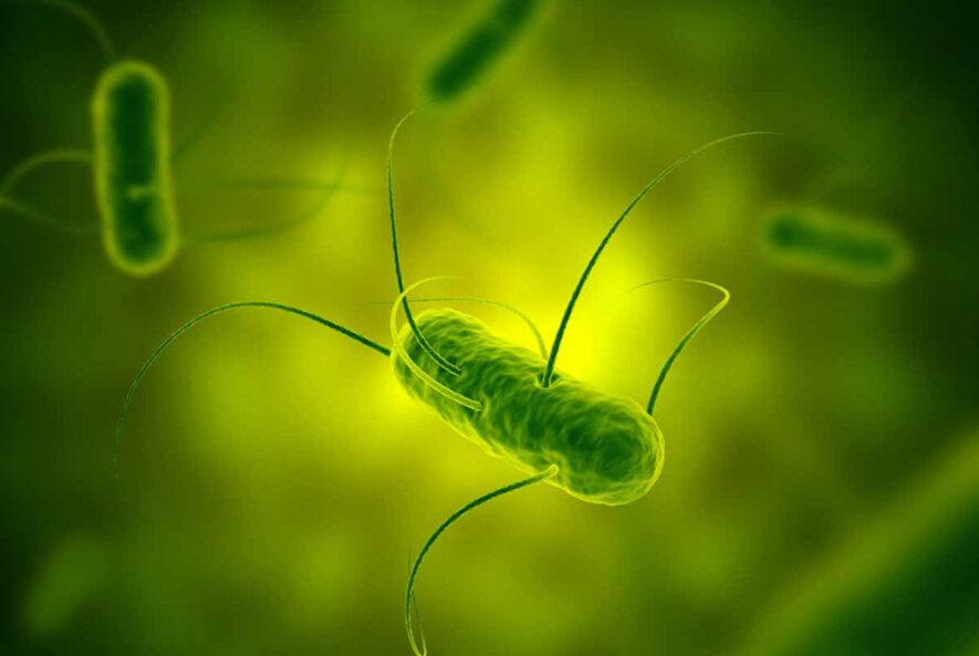 تشخیص سالمونلا انتریتیدیس به روش pcr