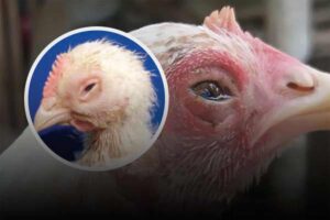 آخرین تحقیقات دامپزشکی