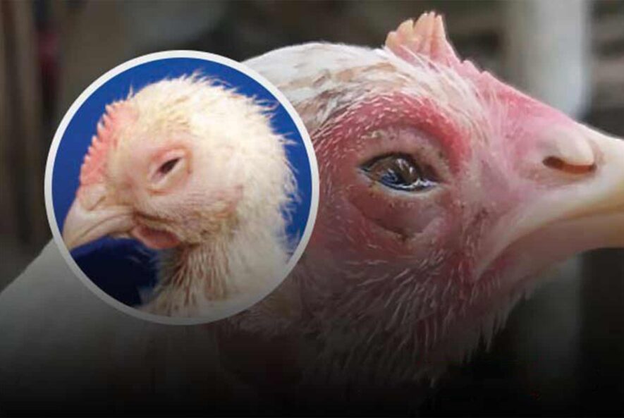 شناسایی و تشخیص مایکوپلاسما گالی سپتیکوم در طیور به روش PCR