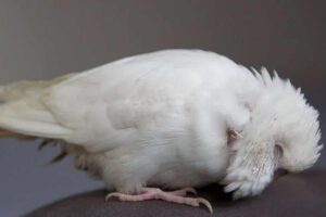 آخرین تحقیقات دامپزشکی