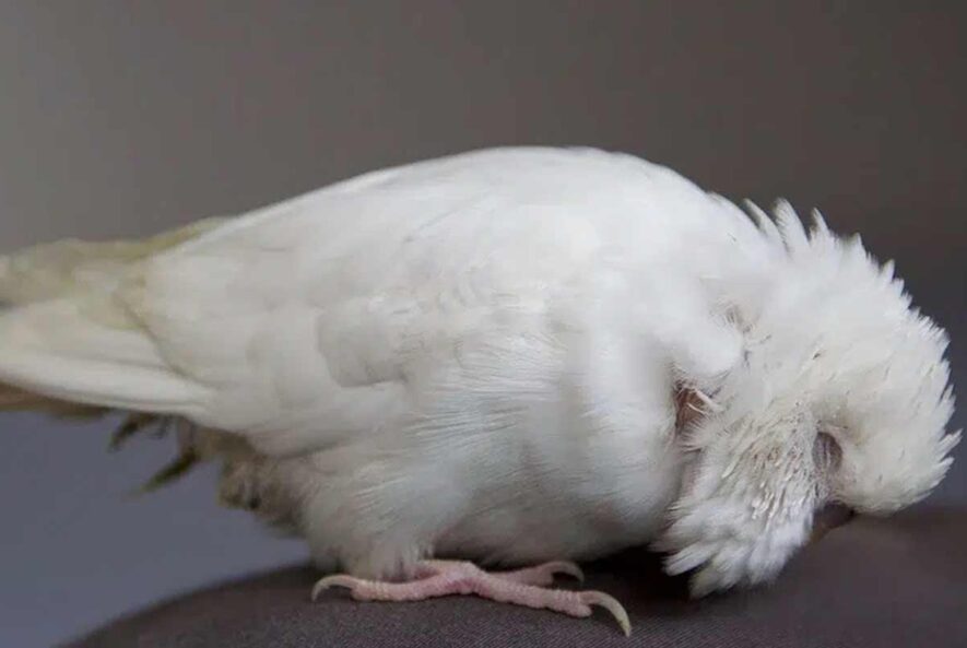 تشخیص نیوکاسل در طیور تشخیص نیوکاسل در طیور