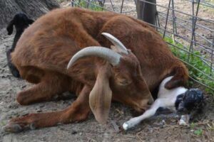 آخرین تحقیقات دامپزشکی