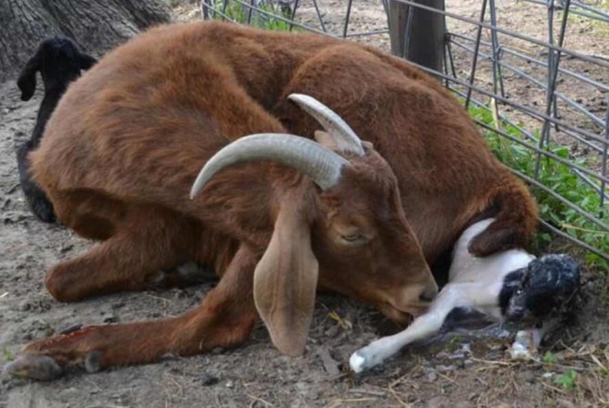 شناسایی و تشخیص Leptosporia