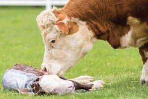 آخرین تحقیقات دامپزشکی