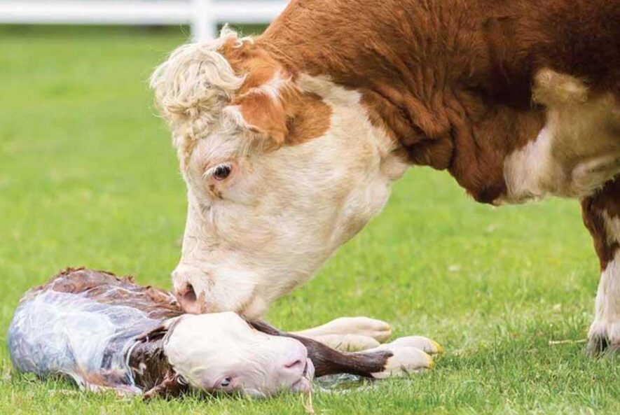 شناسایی و تشخیص Neospora به روش pcr شناسایی و تشخیص Neospora به روش pcr