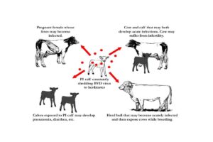 آخرین تحقیقات دامپزشکی