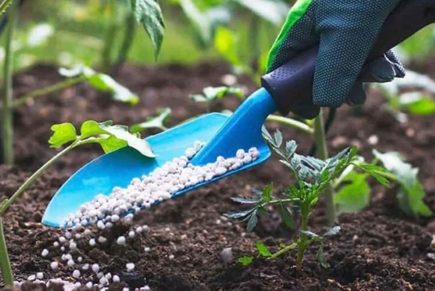 تغذیه گیاه و آشنایی با اصول کوددهی