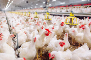 آخرین تحقیقات دامپزشکی