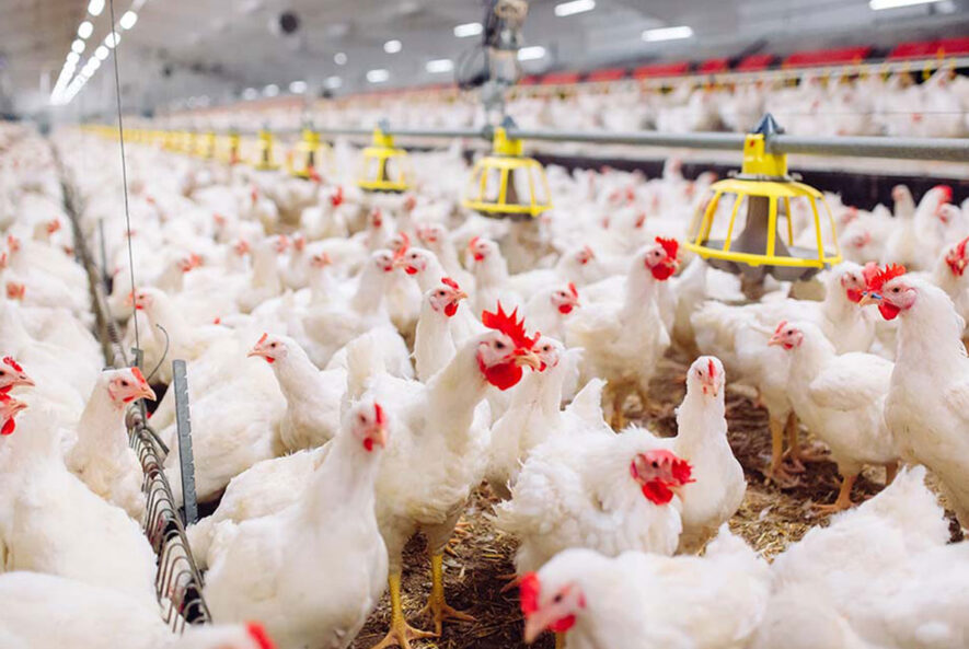 کوریزای عفونی در طیور