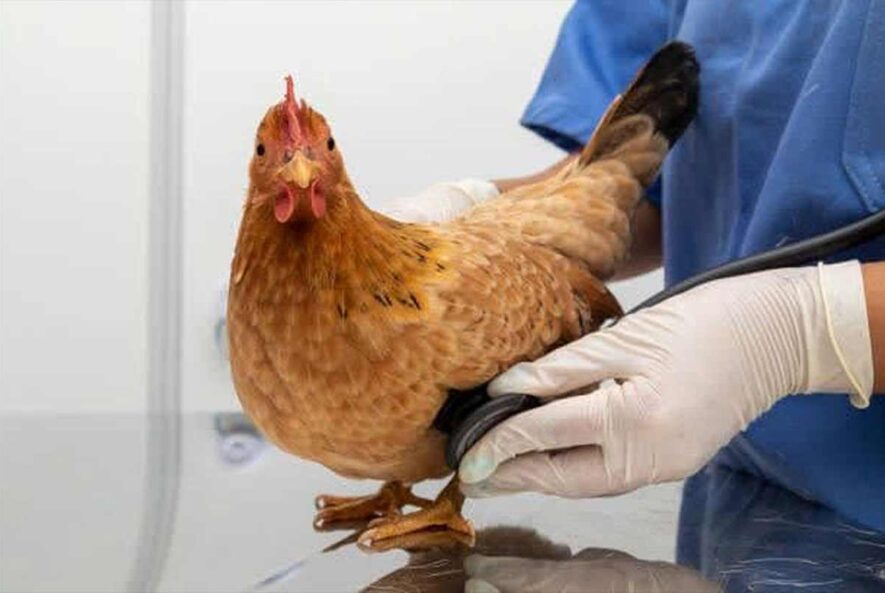 تشخیص برونشیت در طیور