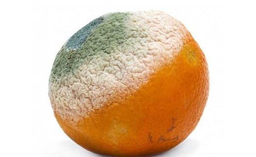 آنالیز خوراک مصرفی دام و طیور و آبزیان بر طبق استاندارد