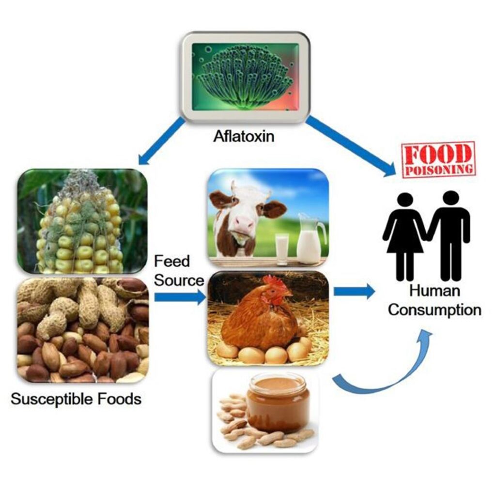 آفلاتوکسین‌ها
