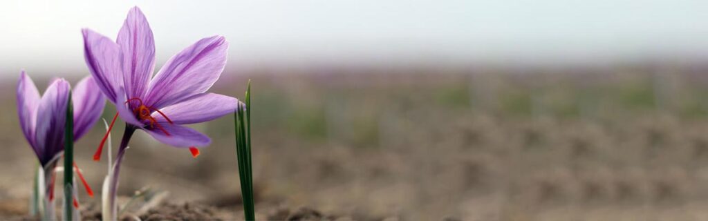 آزمایش تعیین رنگ مصنوعی در زعفران آزمایش تعیین رنگ مصنوعی در زعفران