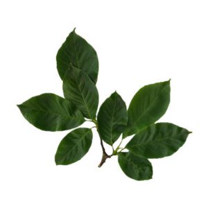 آزمون های مهم برگ و گیاه