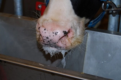 بیماری تب برفکی (FMD) بیماری تب برفکی (FMD)