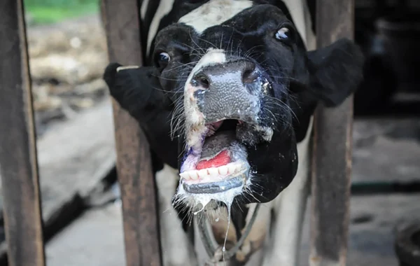 clinical-sign-foot-mouth-disease copy