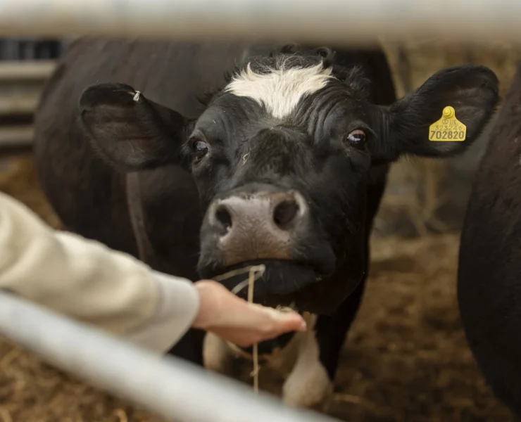 cows-grazing-nature copy