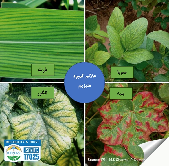 منیزیم به عنوان یک عنصر غذایی مورد نیاز گیاه منیزیم به عنوان یک عنصر غذایی مورد نیاز گیاه